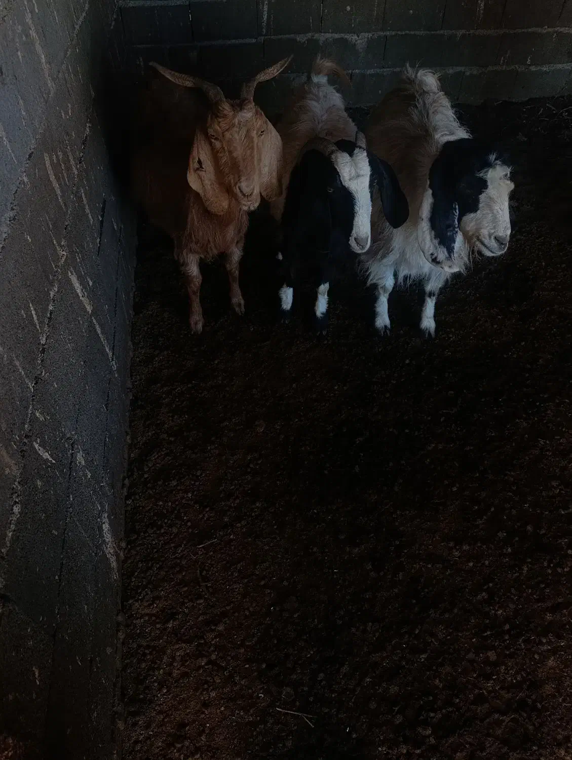 بـز|حیوانات مزرعه|طاغنکوه, |دیوار