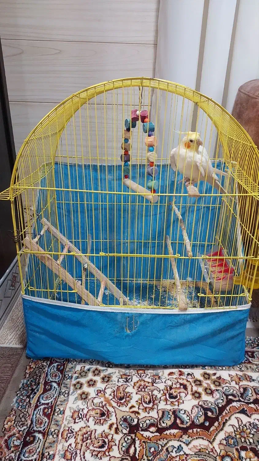 پرنده|پرنده|کردکوی, |دیوار