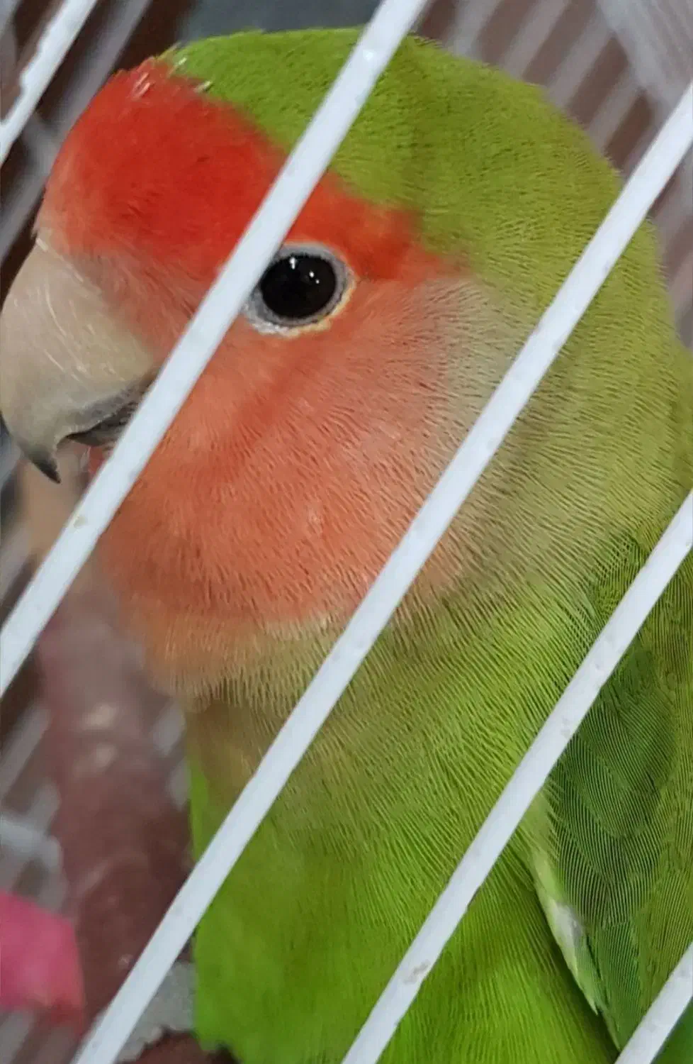 طوطی برزیلی نر و ماده پیروزی بلوار ابوذر|پرنده|تهران, ائمه اطهار|دیوار