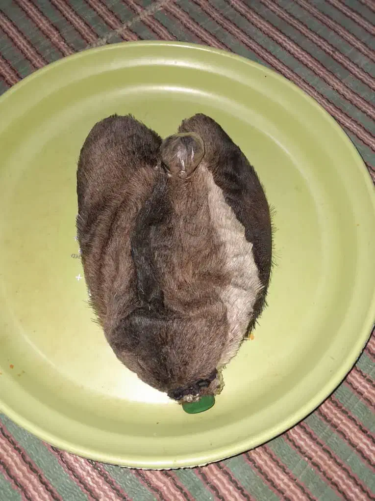 خیگ وروغن|عمدهفروشی|دهدشت, |دیوار