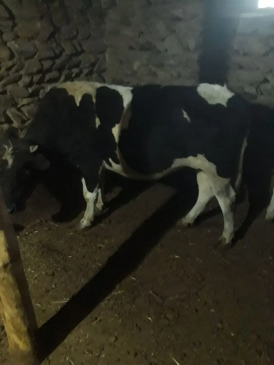 گاو نر گوشتی|حیوانات مزرعه|سارال, |دیوار