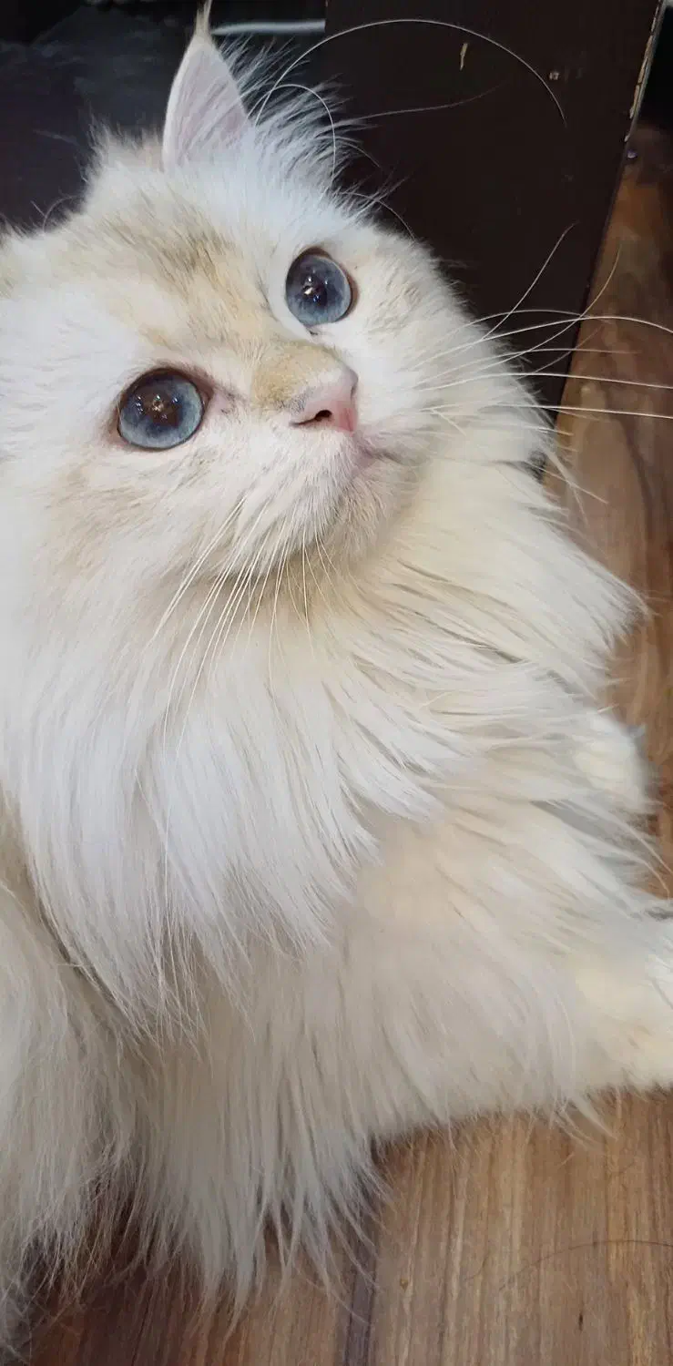 گربه نر با کد خاصBy1233|گربه|رشت, نیکمرام|دیوار