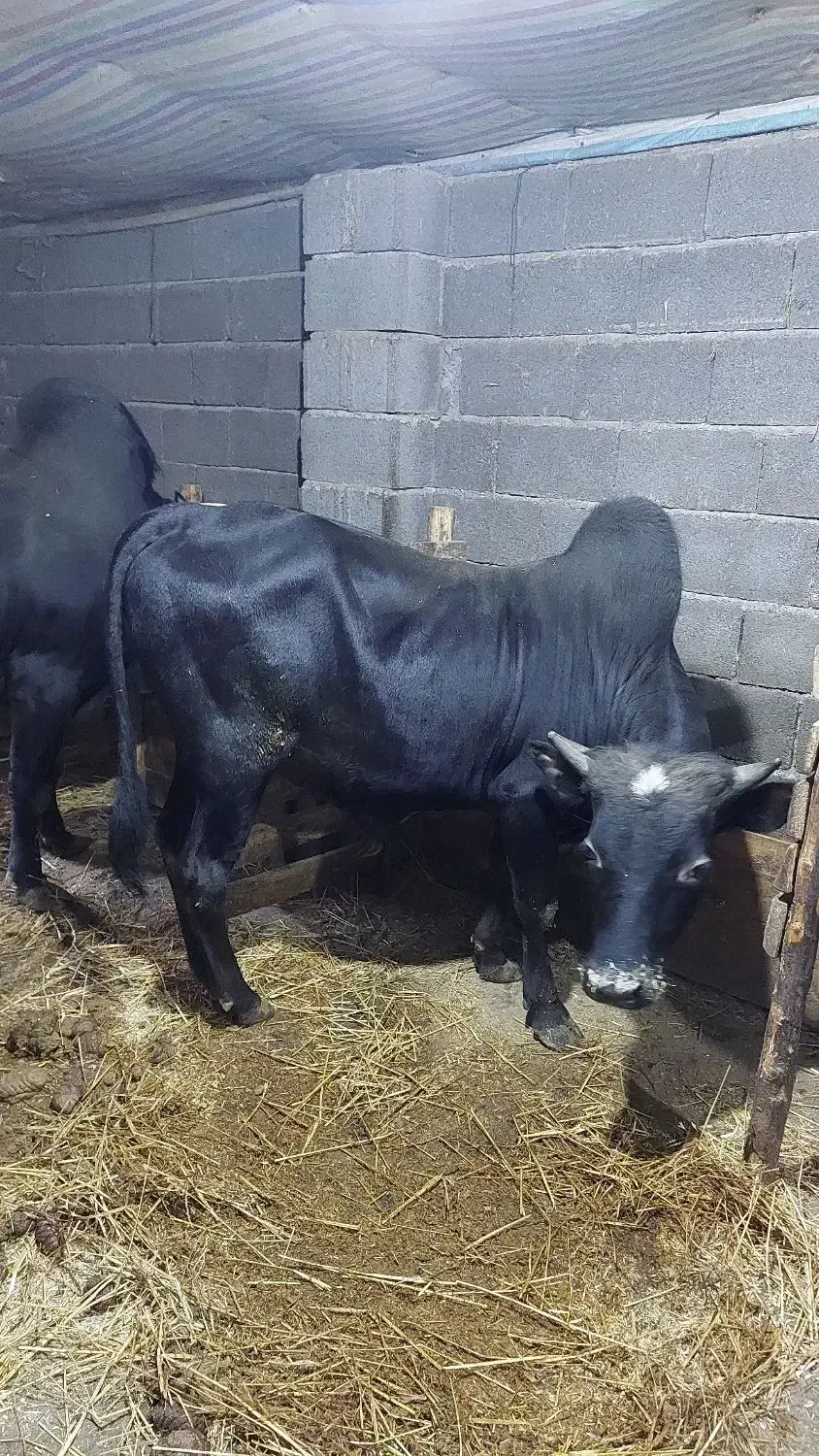 گاو نر|حیوانات مزرعه|توتکابن, |دیوار