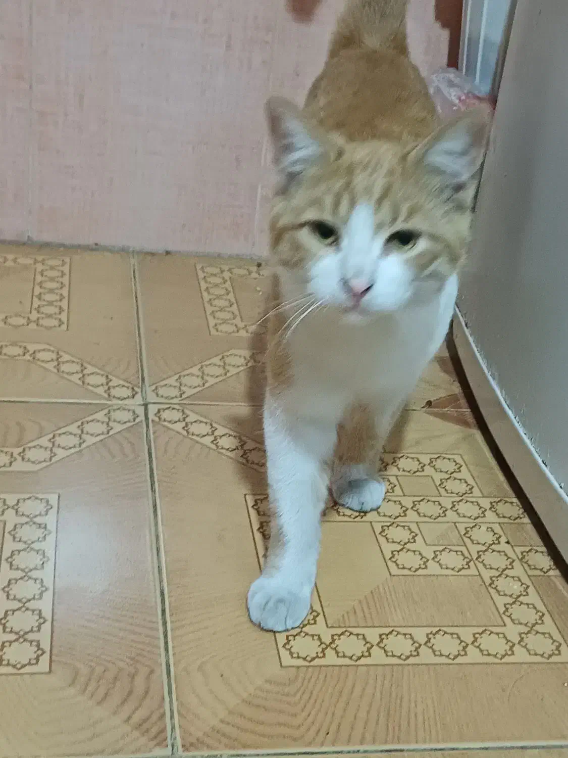 گربه ماده سفید نارنجی واگذاری رایگان|گربه|رشت, باهنر|دیوار