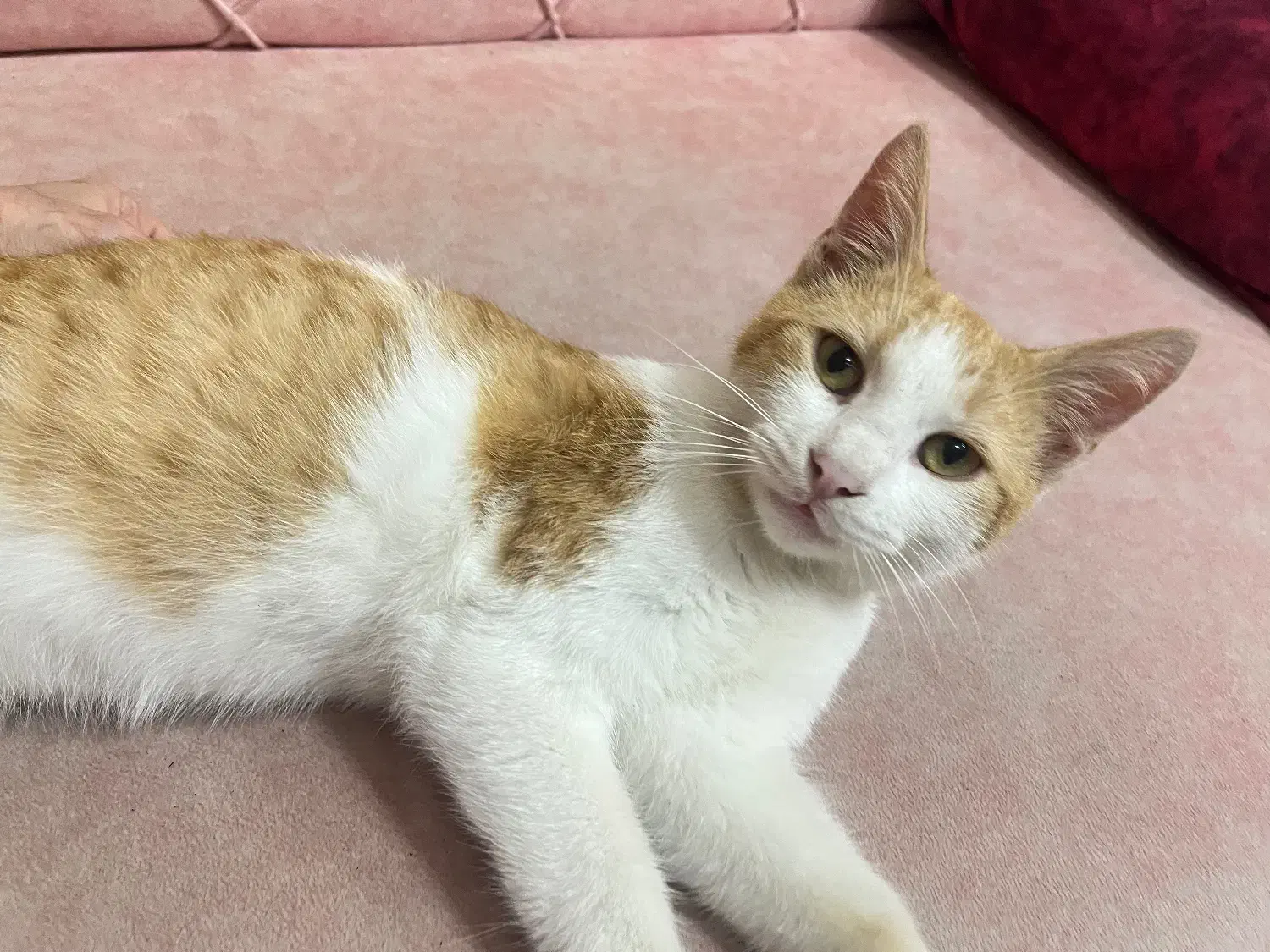 واگذاری کاملا رایگان گربه نارنجی لوس و مهربون|گربه|رشت, رشتیان|دیوار