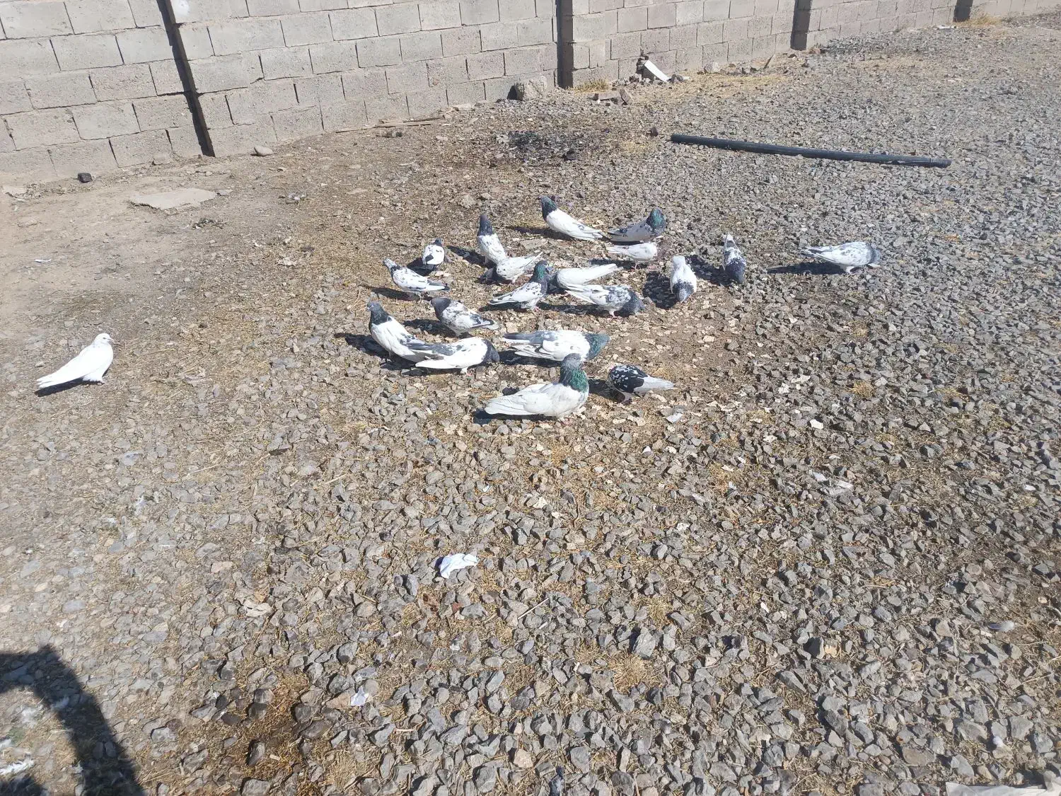 کبوتر|پرنده|لیلان, |دیوار