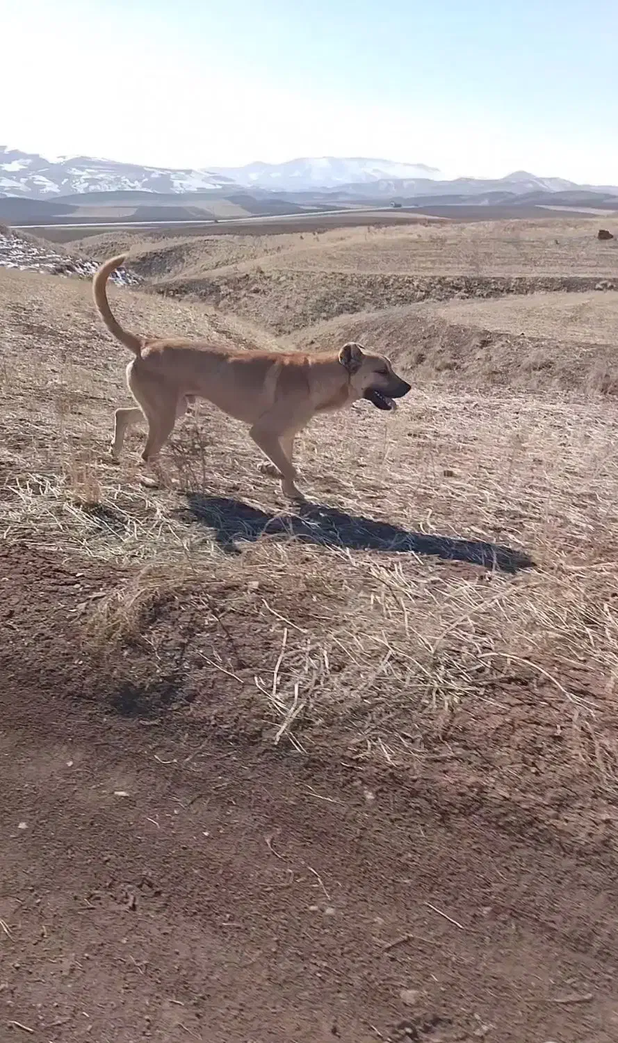 سگ سرابی ۲ساله|سگ|هشترود, |دیوار