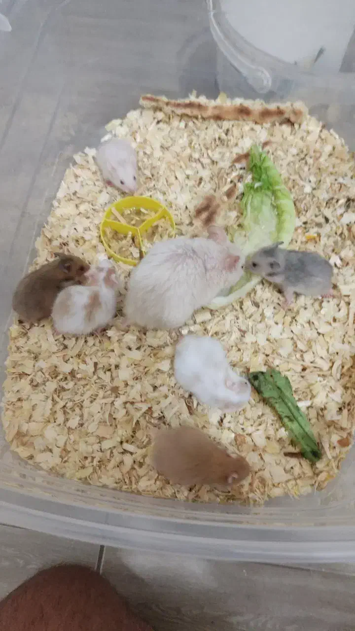 همستر سوری|موش و خرگوش|کرمانشاه, |دیوار