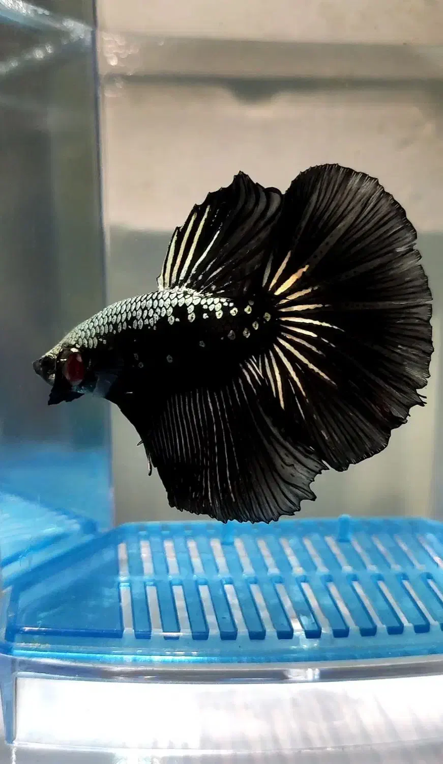 ماهی فایتر خاص|ماهی|اهواز, زیباشهر|دیوار