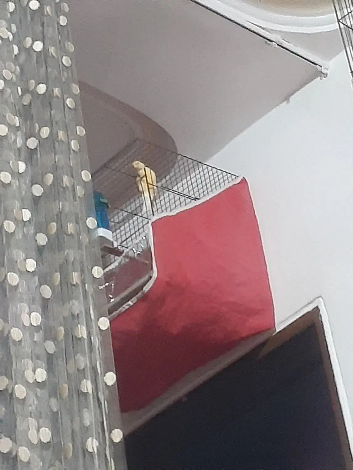 قناری نر|پرنده|رشت, استقامت ۲|دیوار