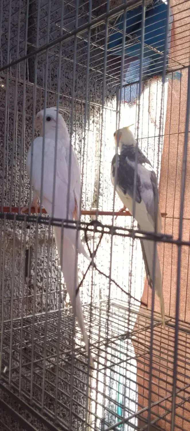 فروش با معاوضه،اب پخش هستم|پرنده|آبپخش, |دیوار