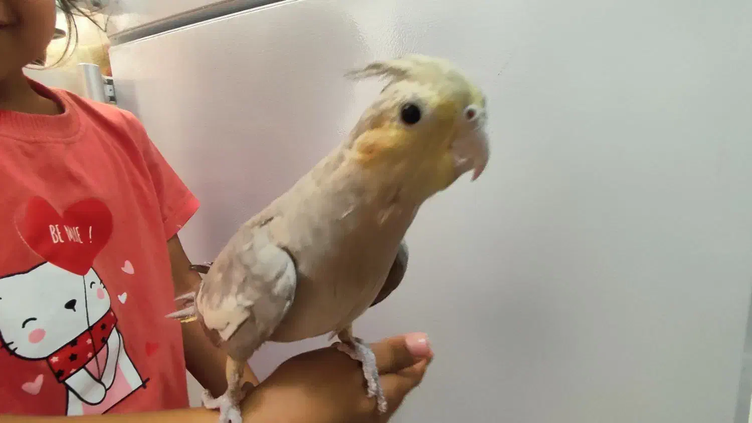 دوعدد عروس هلندی|پرنده|نهبندان, |دیوار