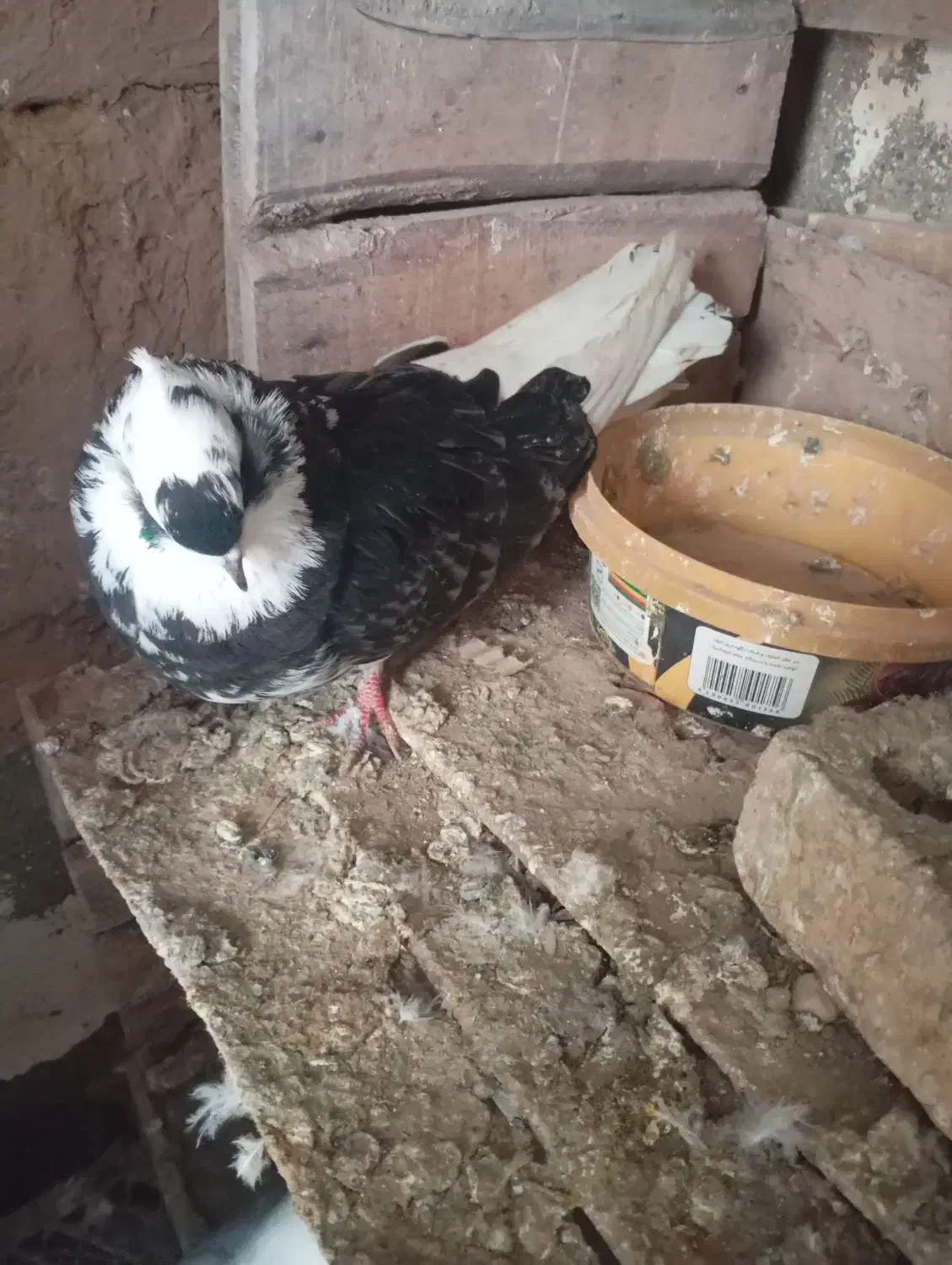 ابلاغ ماده|پرنده|فیروزآباد (آذربایجان), |دیوار