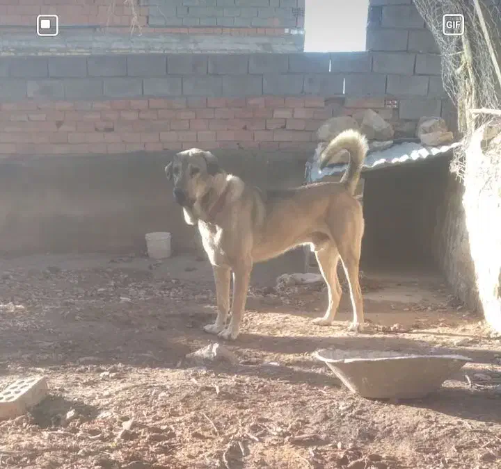 واگذاری سگ پژدر|سگ|ایلام, |دیوار