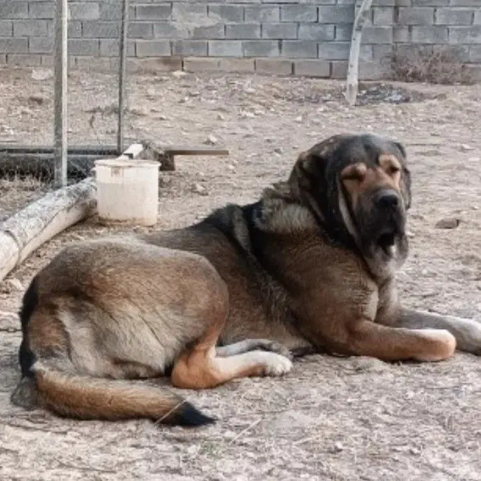 سگ نگهبان|سگ|بیجار, |دیوار