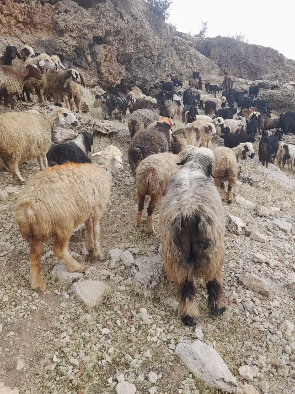 قوچ فروشی|حیوانات مزرعه|رودشت (چهارمحال و بختیاری), |دیوار