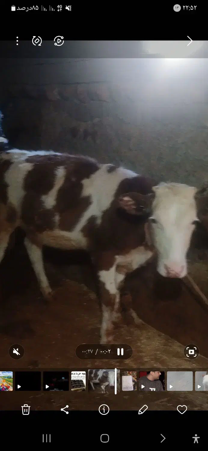 سه راس گوساله به فروش میرسد|حیوانات مزرعه|ایوان, |دیوار