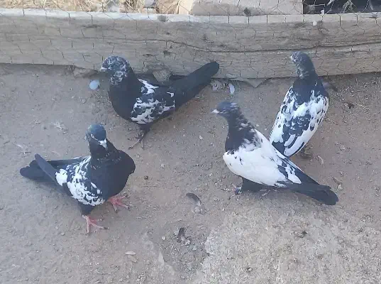 جوجه کبوتر سینه ای و دم سیاه|پرنده|میانه, |دیوار