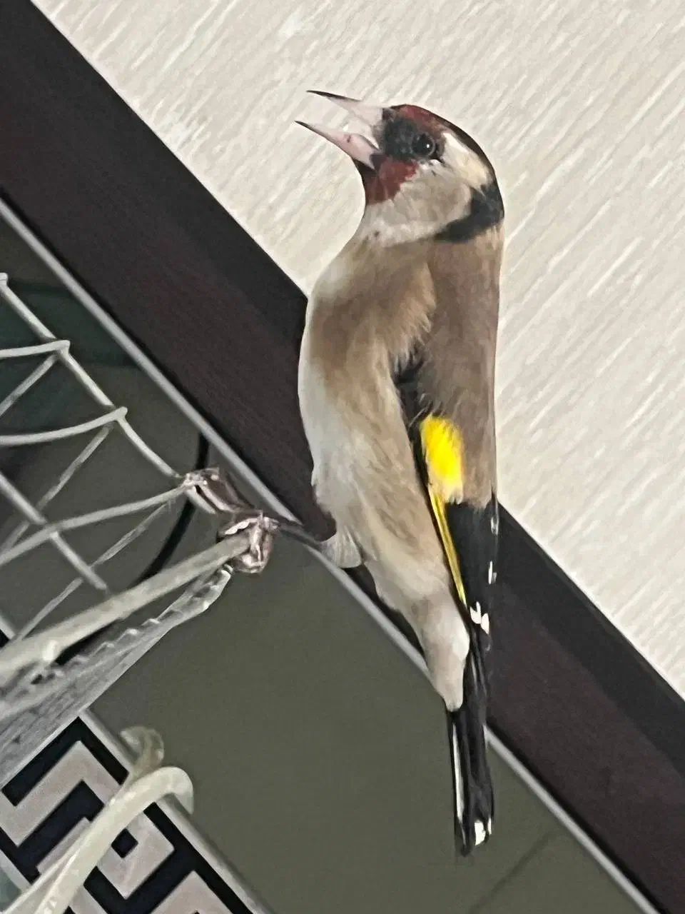 سهره|پرنده|پاکدشت, پاکدشت (مامازند)|دیوار