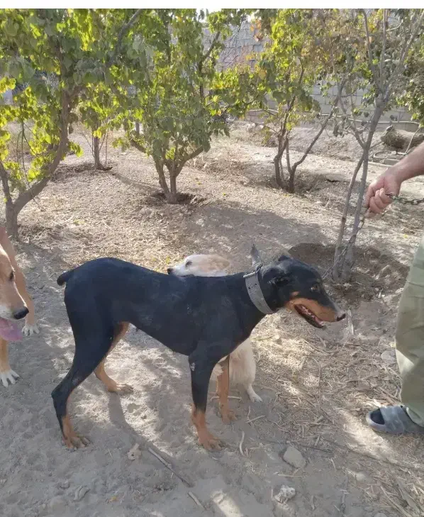 سگ دوبرمن|سگ|رونیز, |دیوار