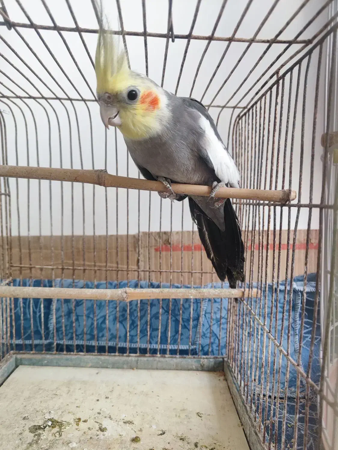 فروش ۵ عدد عروس هلندی|پرنده|فومن, |دیوار