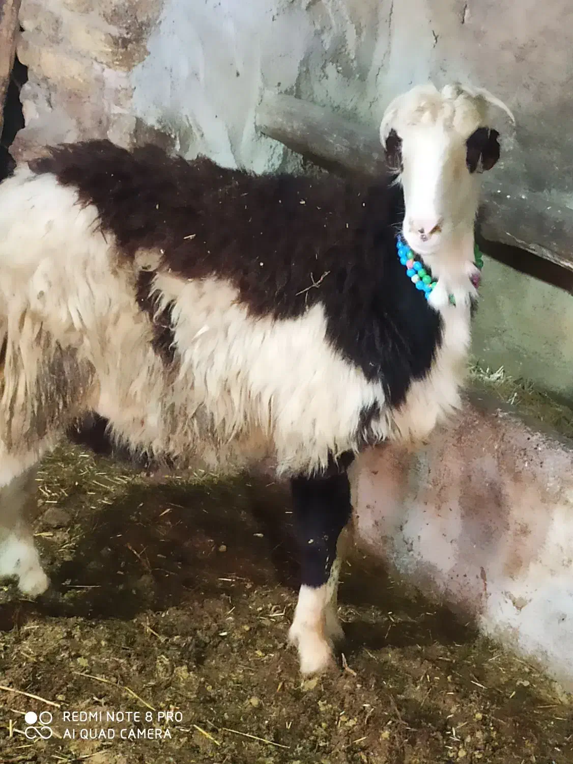 قوچ بره قوچ|اسب و تجهیزات اسب‌سواری|نهاوند, |دیوار