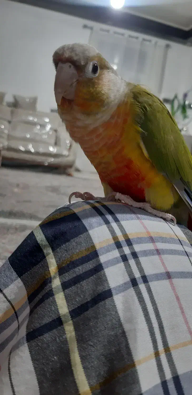 یک جفت گرینچیک رام و دستی|پرنده|بافت, |دیوار