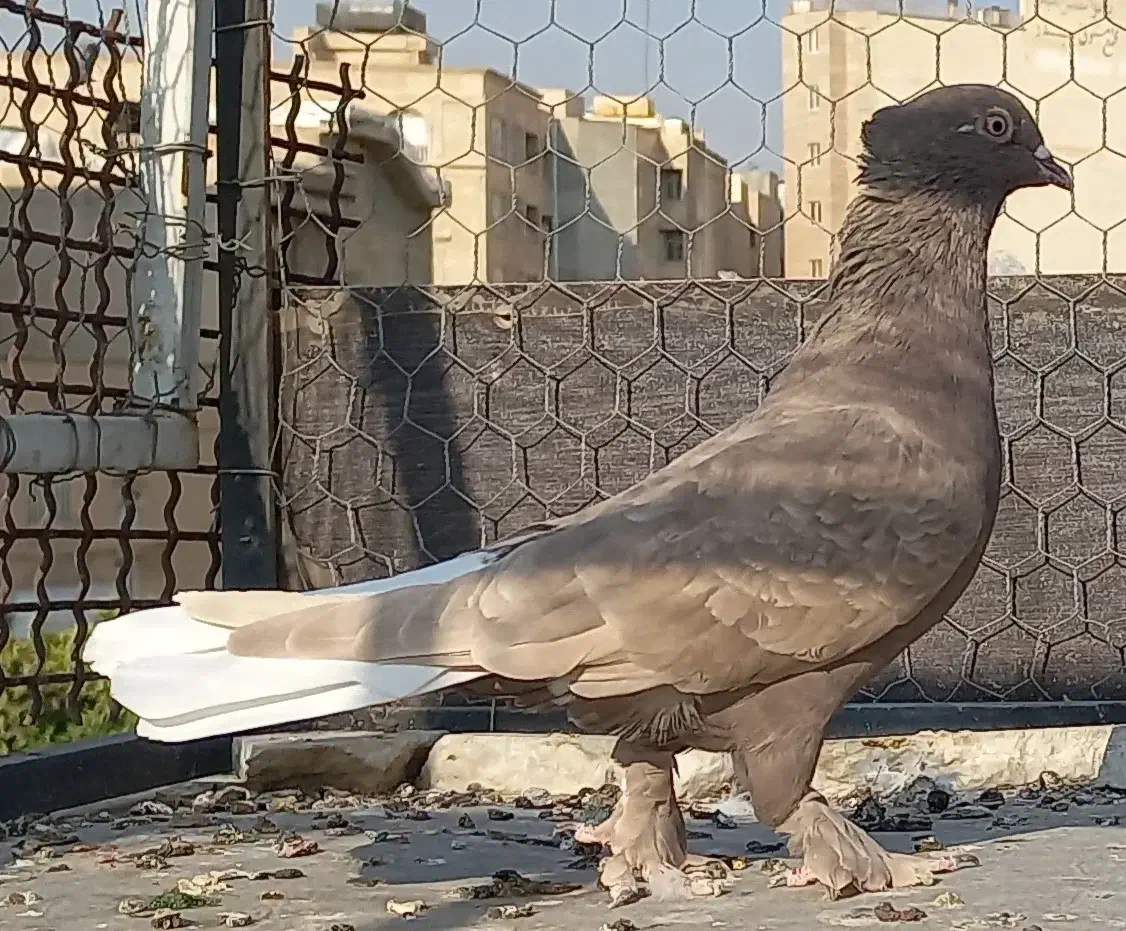 سرخ سرور سیاه سرکه ای دم سفید|پرنده|شیراز, عادل آباد|دیوار