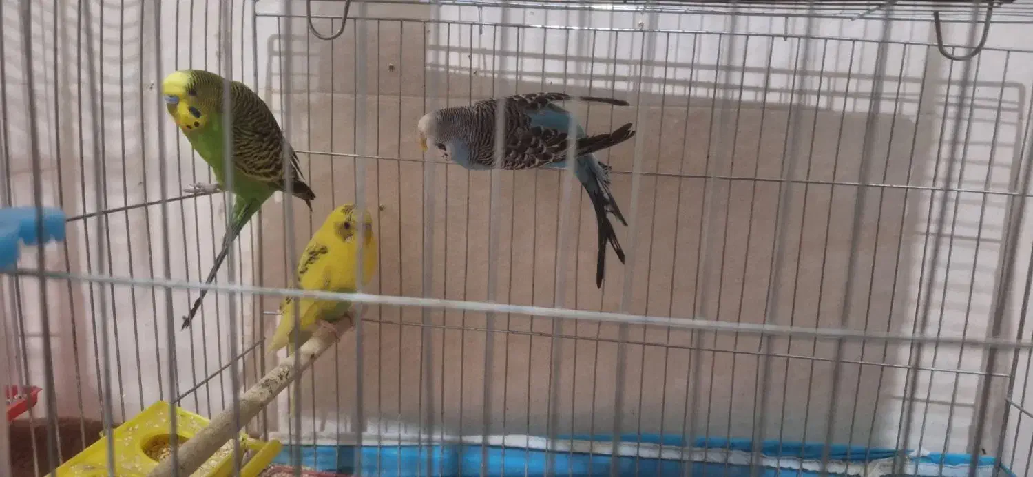 ۴ عدد مرغ عشق|پرنده|مرودشت, ابوذر شمالی|دیوار