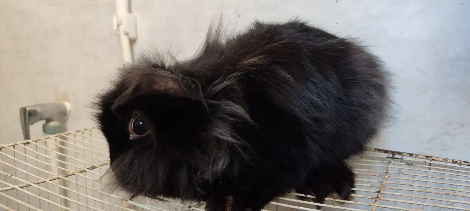 خرگوش لوپ سیاه و سفید|موش و خرگوش|قائن, |دیوار