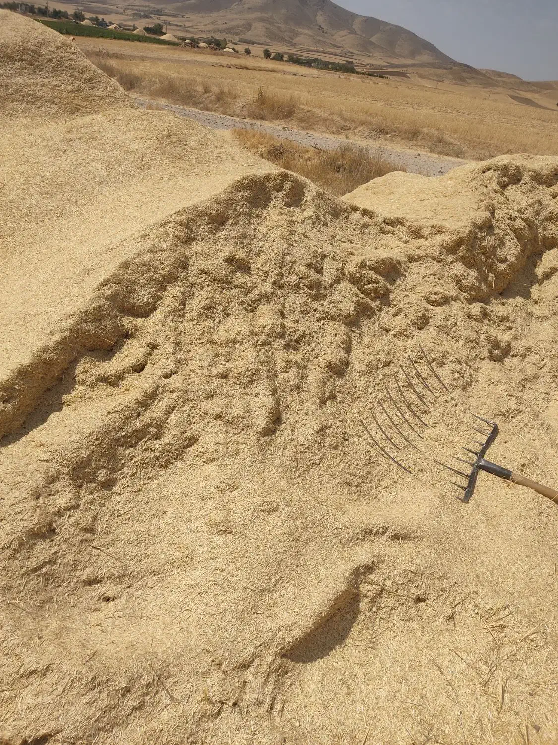 کاه کردستان|خدمات باغبانی و درختکاری|قائن, |دیوار