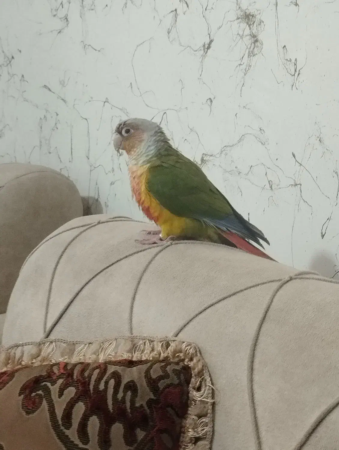 گرینچیک|پرنده|فولادشهر, مسکن مهر فولادشهر|دیوار