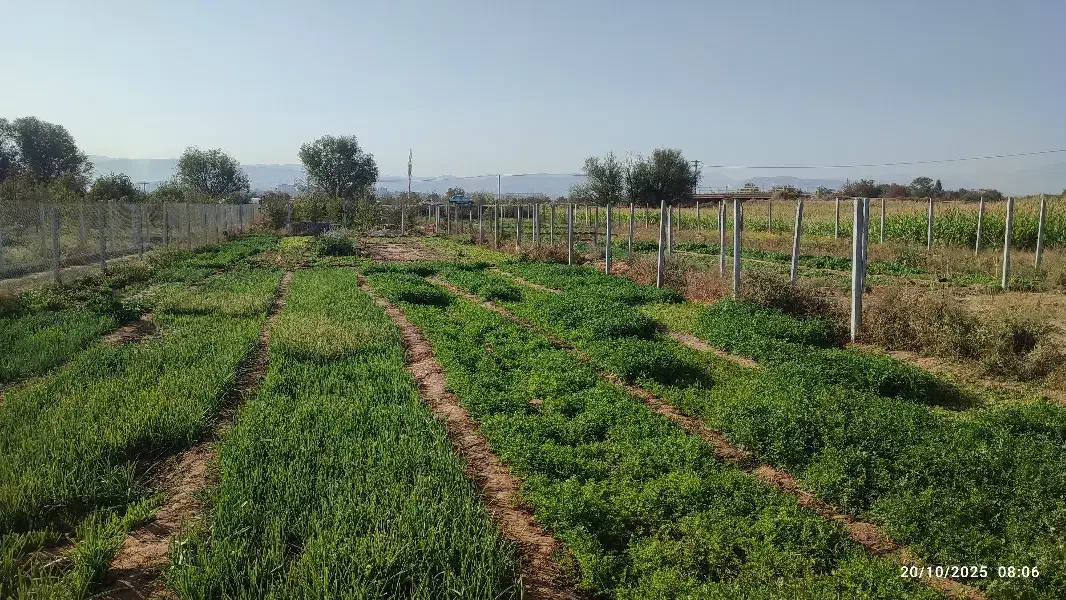 سبزی تازه 30 تومان روی زمین کشاورزی|خوردنی و آشامیدنی|بجنورد, |دیوار