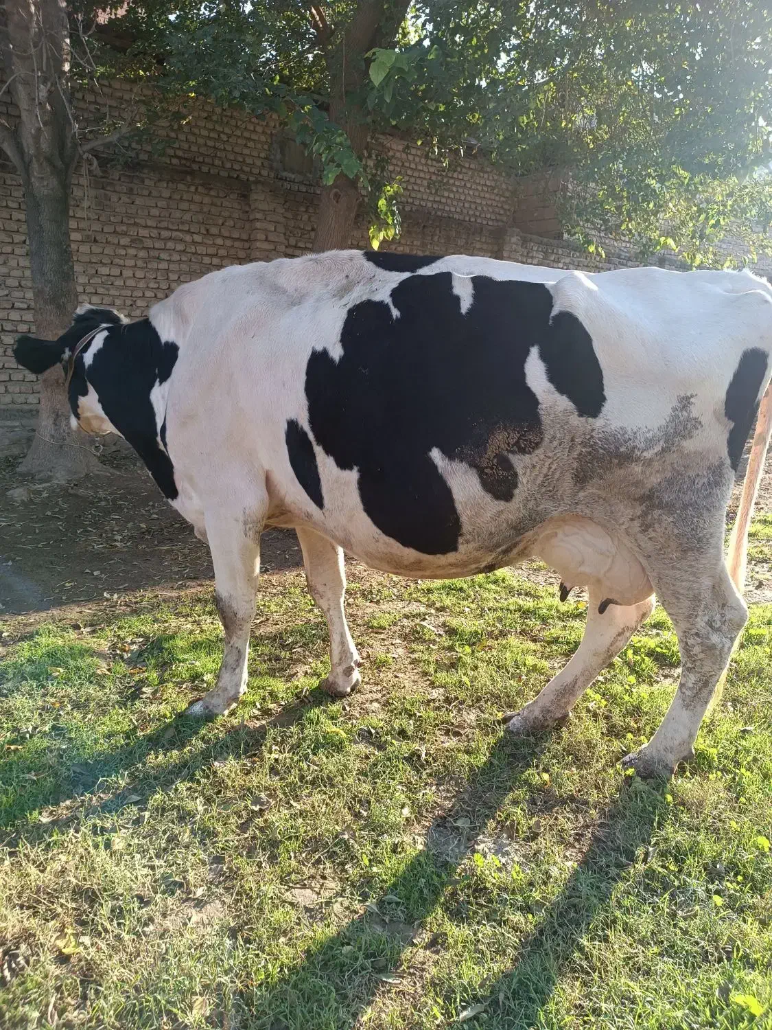 گاو شیری|حیوانات مزرعه|گرگان, |دیوار