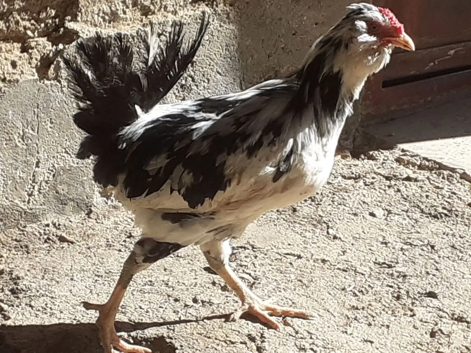 خروس اصل گلین|حیوانات مزرعه|سربند, |دیوار