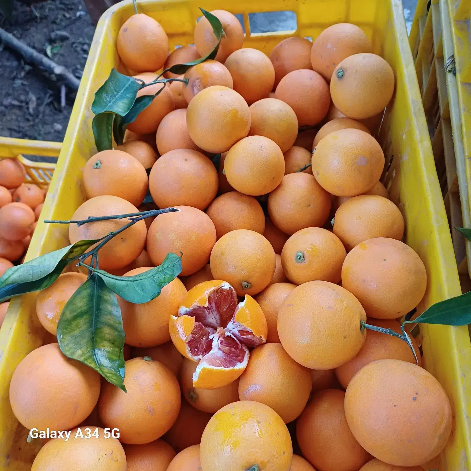 پرتغال خونی و تامسون|خوردنی و آشامیدنی|مرزیکلا, |دیوار