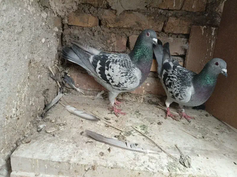 پلاکی|پرنده|یزد, |دیوار