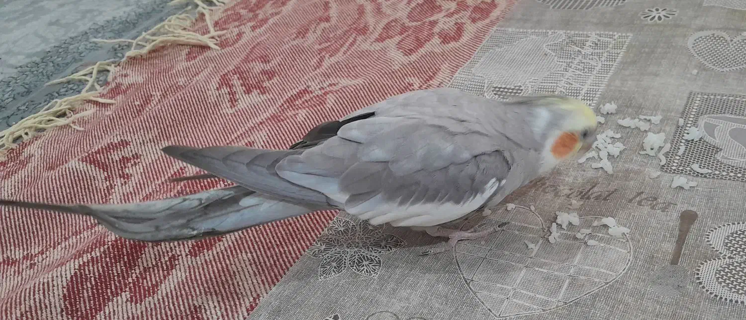 عروس هلندی|پرنده|تربت جام, المهدی|دیوار