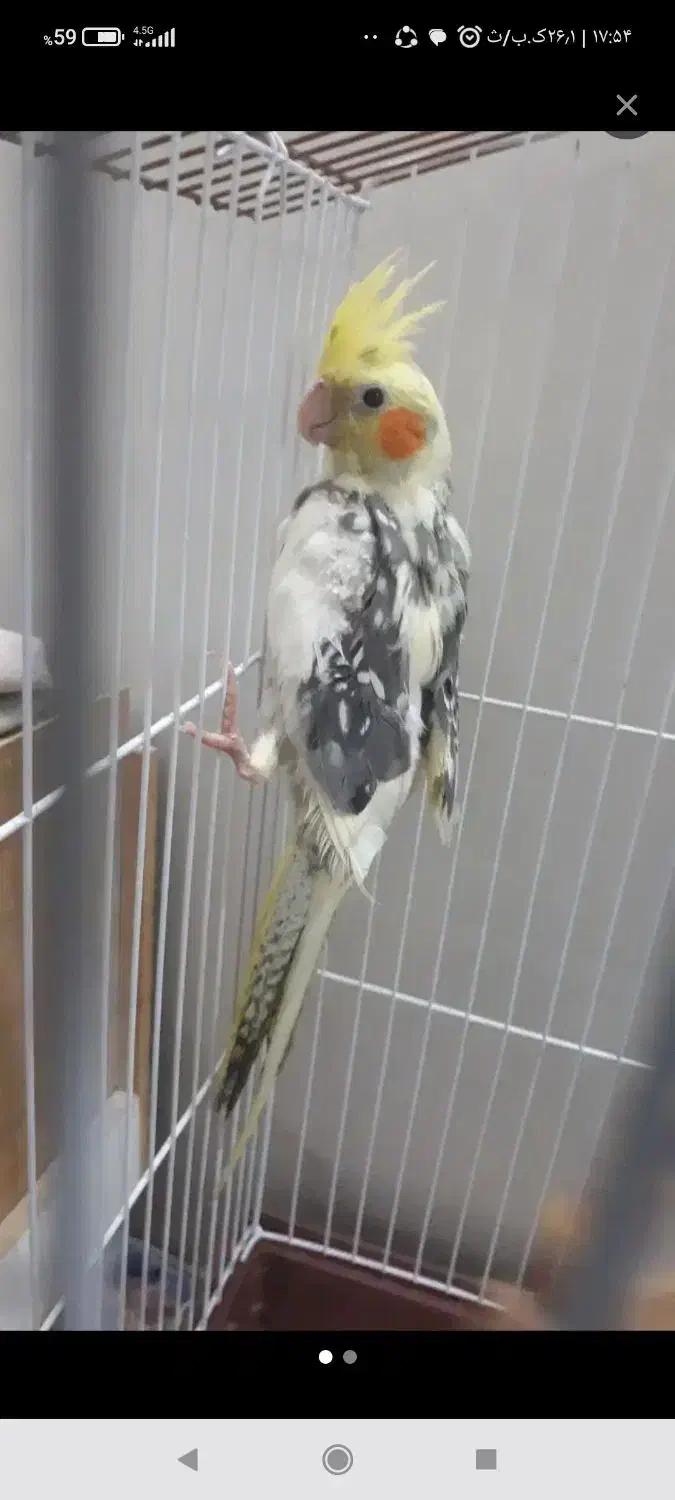 عروس هلندی|پرنده|مینودشت, |دیوار