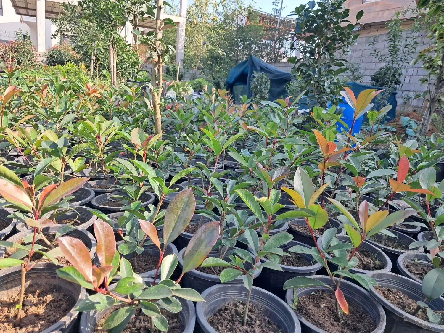 گلکاری باغبانی فضای سبز|خدمات باغبانی و درختکاری|واجارگاه, |دیوار