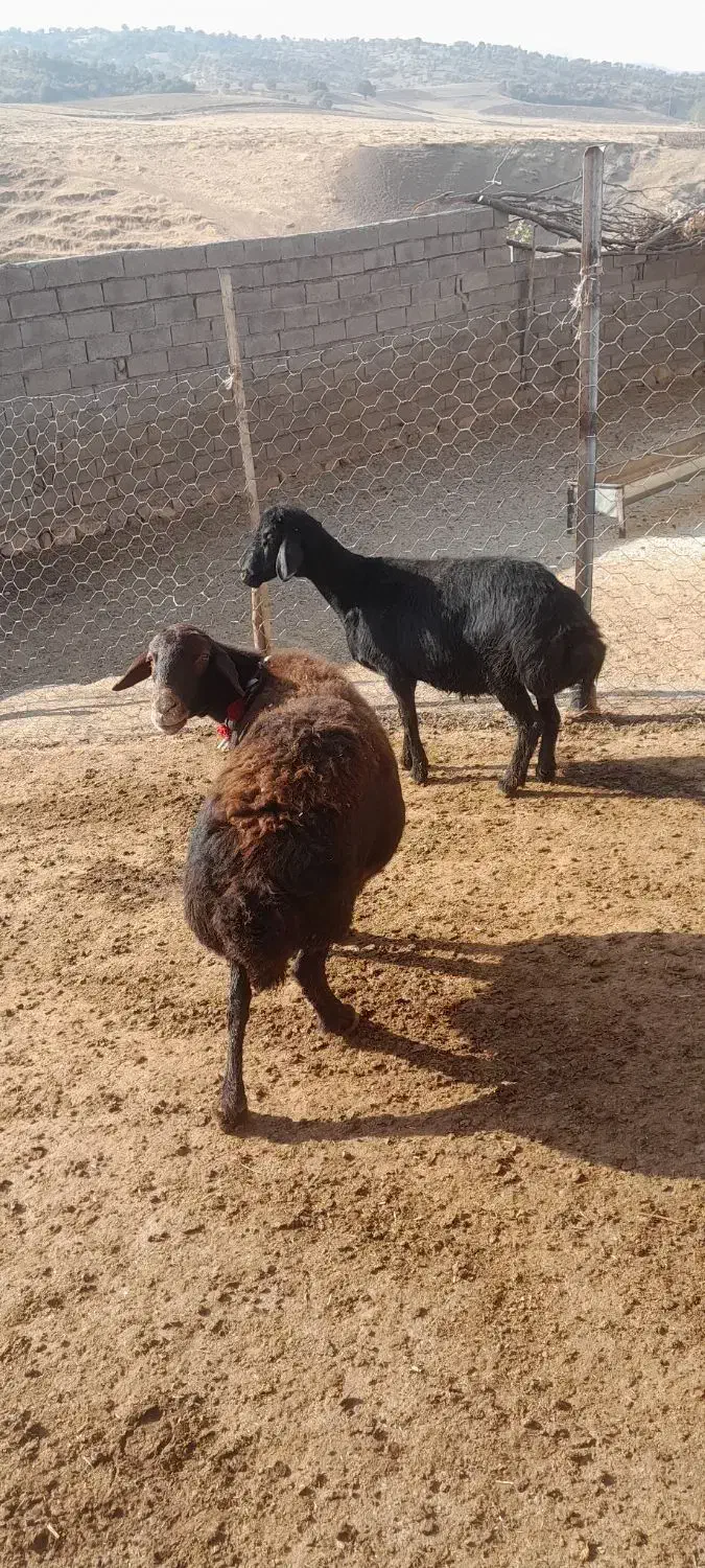 میش داشتی|حیوانات مزرعه|چگنی, |دیوار