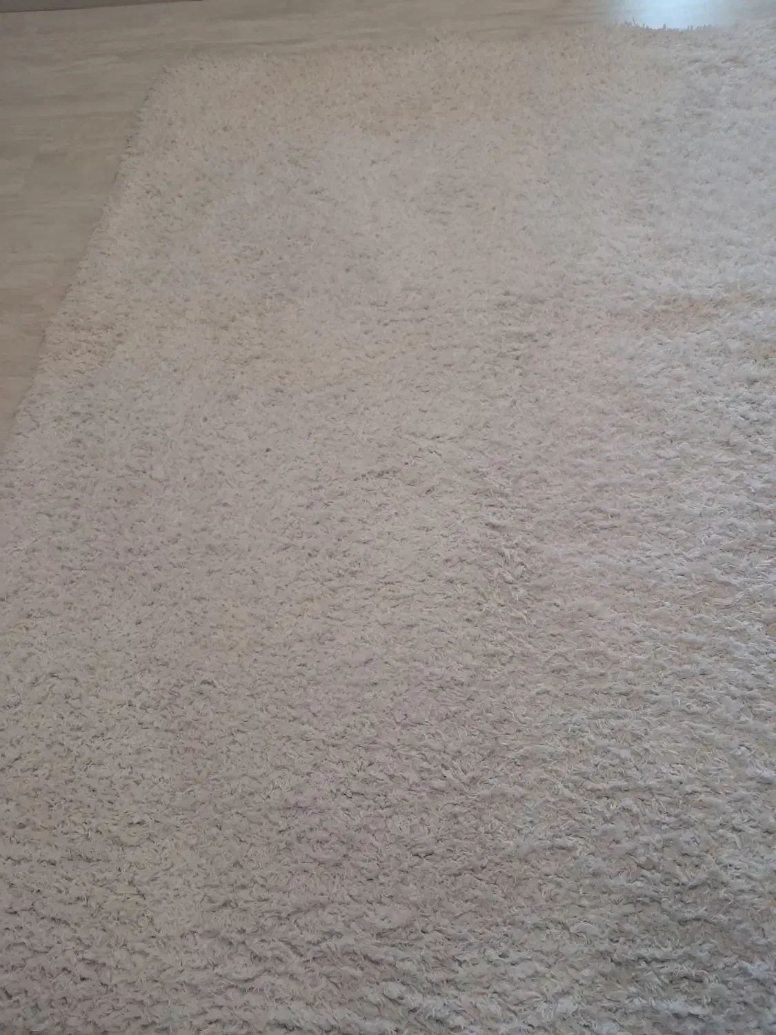 ۴متری فرش تدی سفید|فرش|رشت, دیلمان|دیوار