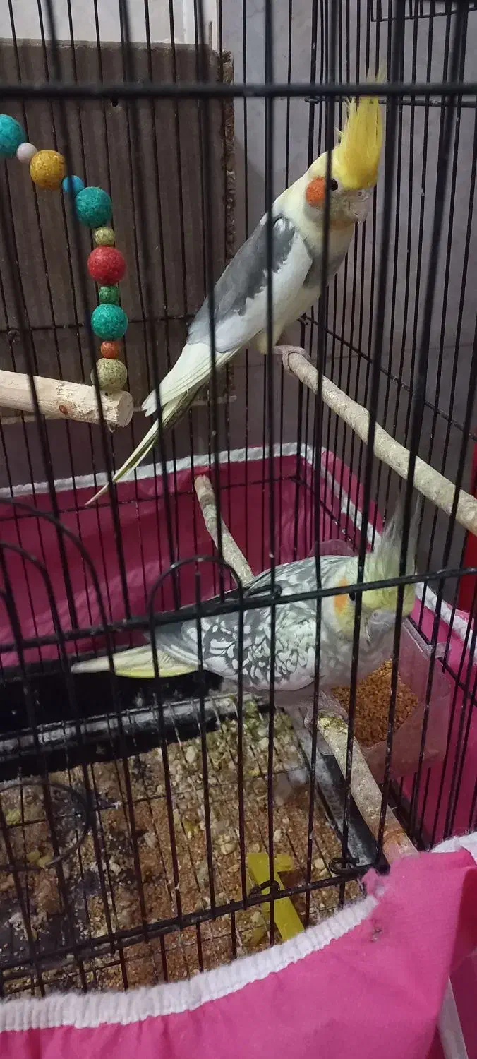 عروس هلندی|پرنده|خان ببین, |دیوار