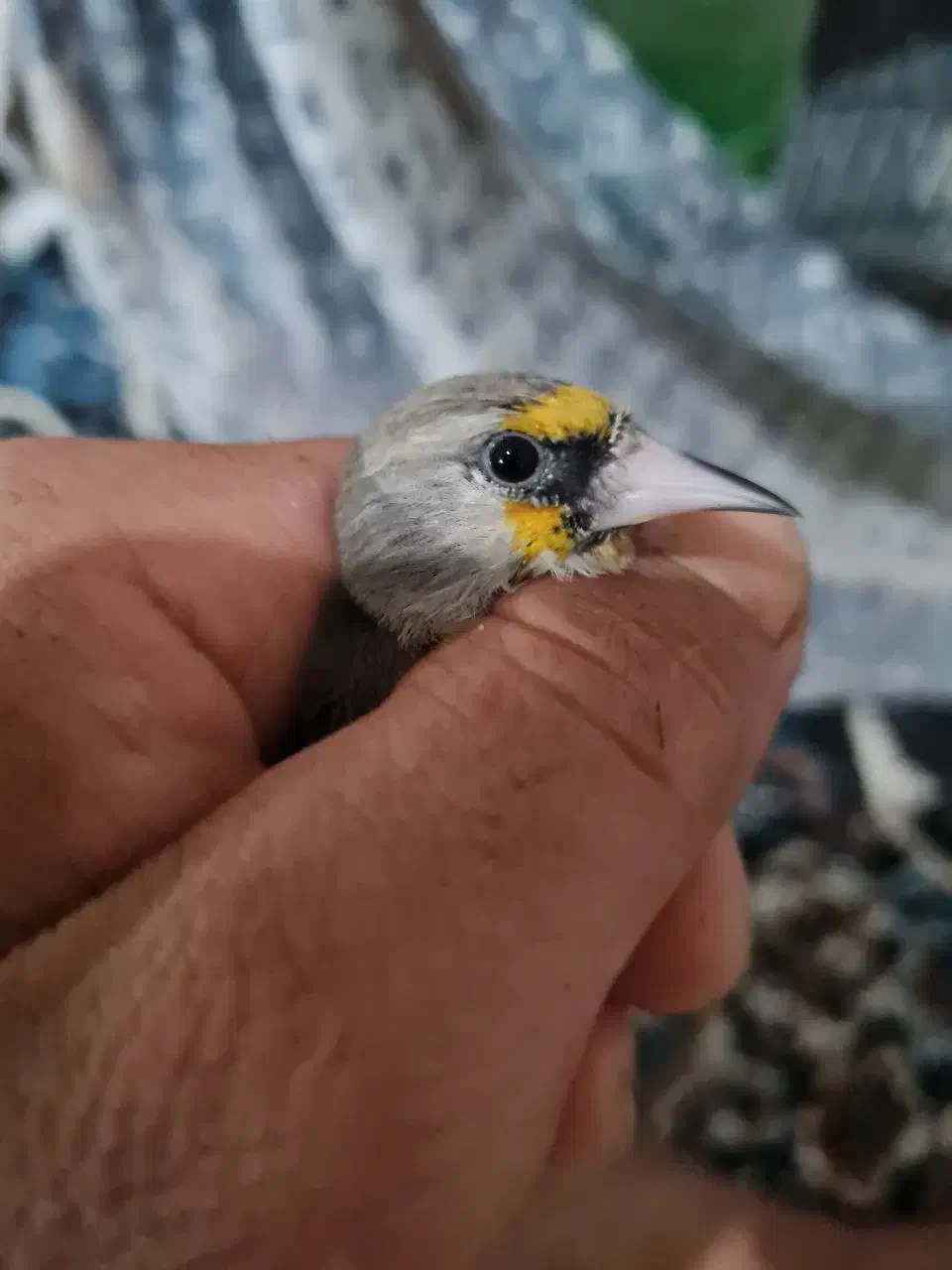 سهره فیروزکوه|پرنده|پاکدشت, حصار امیر|دیوار