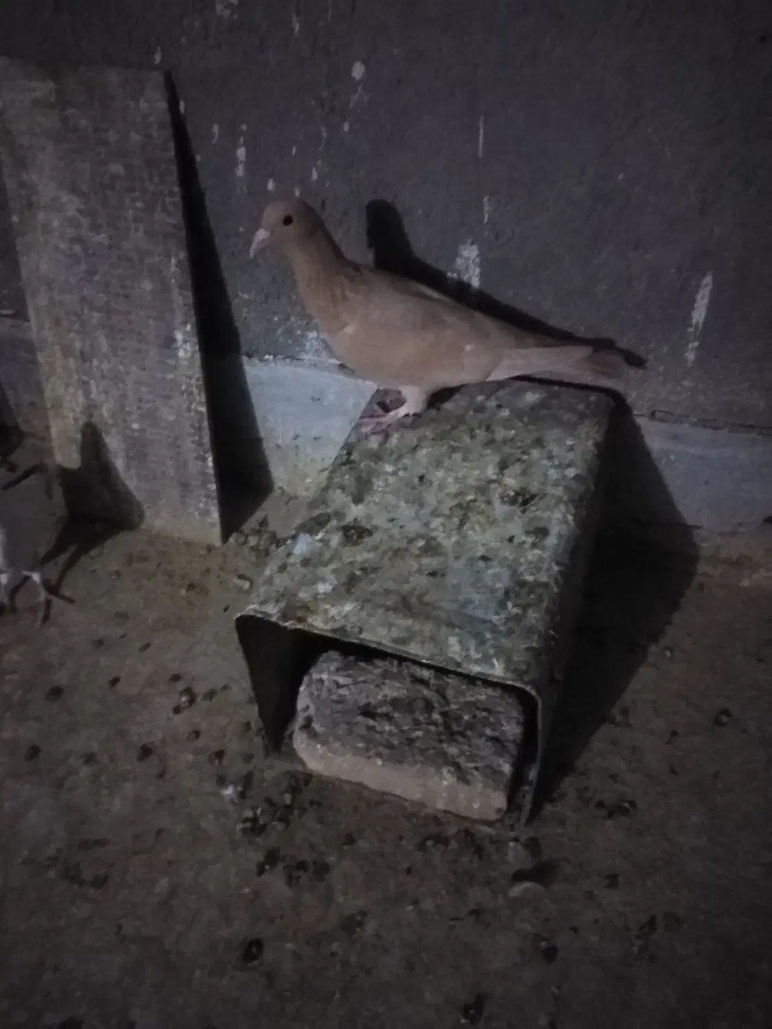 کرواتی افغونی زرد کرمونی و چندتا جوجه|پرنده|تربت‌حیدریه, شهرک ولیعصر|دیوار