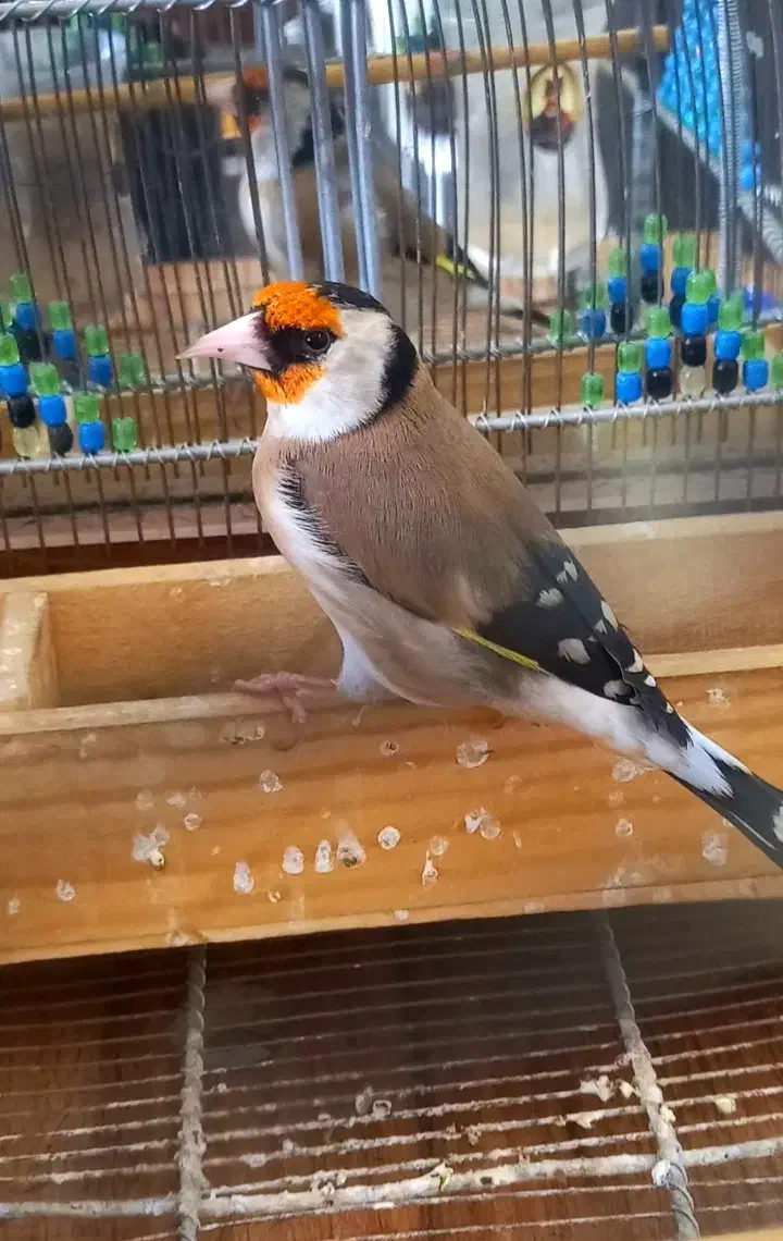 سهره مست کت شل کن حنجره دار|پرنده|شیراز, نیستان|دیوار