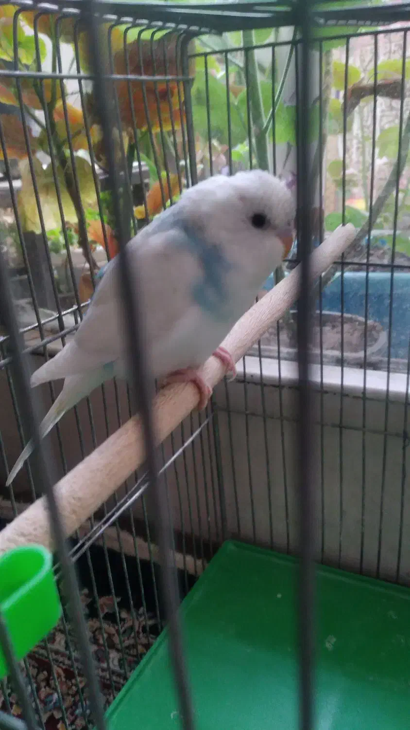 مرغ عشق|پرنده|فولادشهر, B2|دیوار