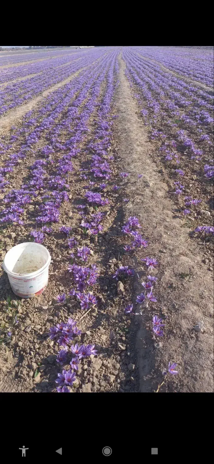 بازدید و مشاوره مزرعه زعفران|خدمات باغبانی و درختکاری|مشهد, سراب|دیوار