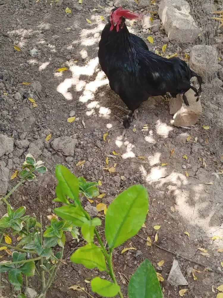 خروس سیاه بهراما پاپره|پرنده|قرچک, قشلاق جیتو|دیوار