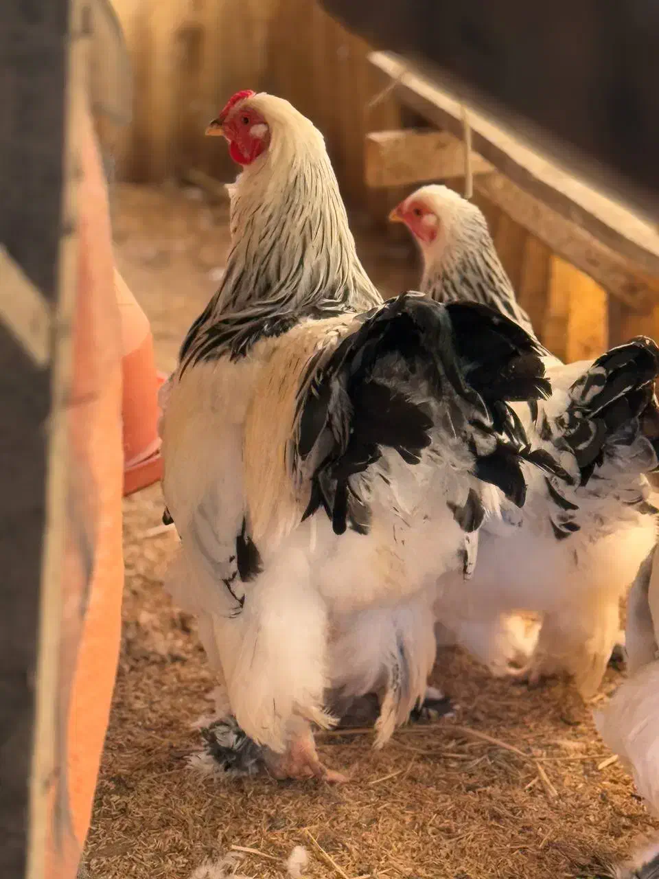 تخم نطفه دار و تازه برهما|حیوانات مزرعه|رشت, کوی قدس|دیوار